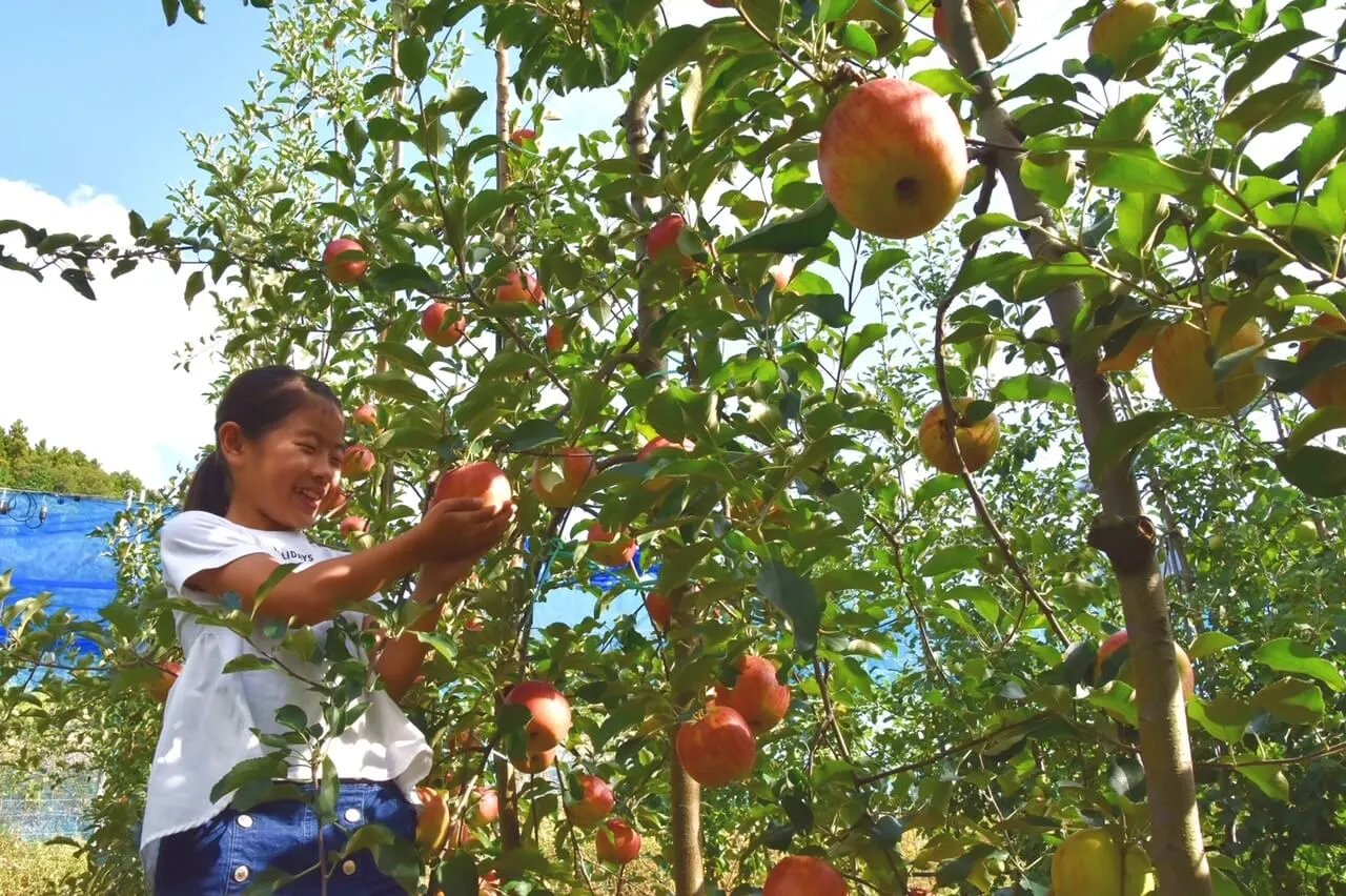 🍓 후쿠다 과일 공원(후쿠다 프루츠 파쿠) 이미지 3